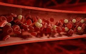 Statins can prevent blood clot in veins: study